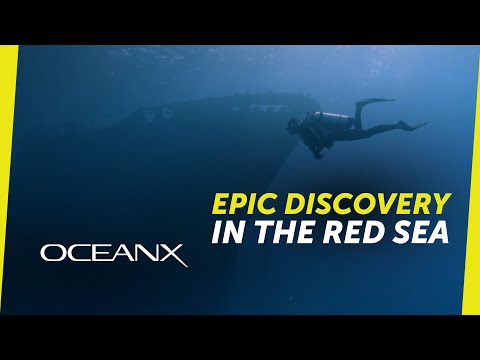 From Shipwreck to Reef: An Epic Discovery in the Red Sea