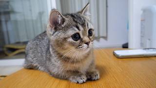 Here’s a kitten who watches anime more intently than its owner…