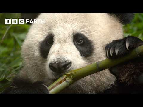 Animals of Asia | BBC Earth