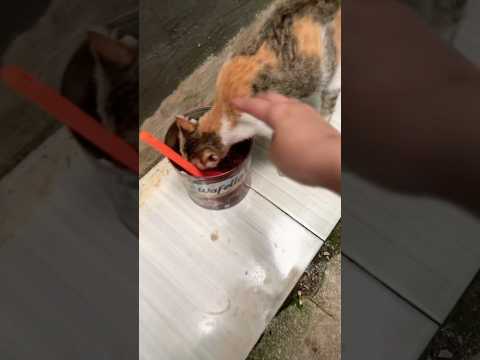 Marah marah ke sapi dan kucing 🤣 #cat #funny #trending #kucinglucu #sapilucu