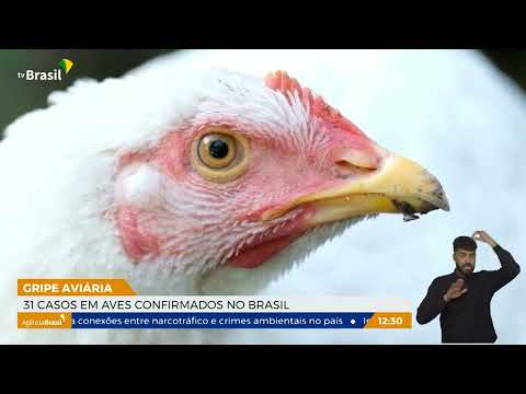 Brasil registra 31 casos de gripe aviária em animais