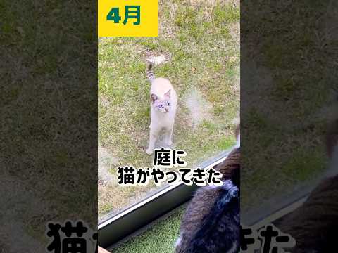 庭に現れた猫を半年かけて捕獲(保護) #shorts