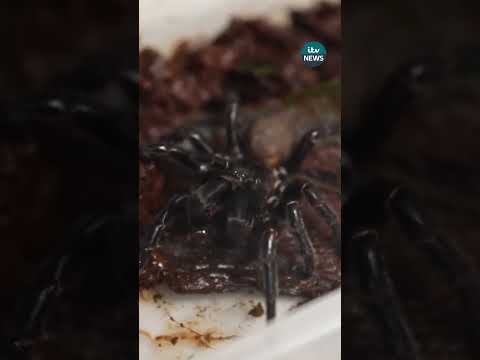 New, larger species of venomous spider discovered in Australia #itvnews #spiders #australia