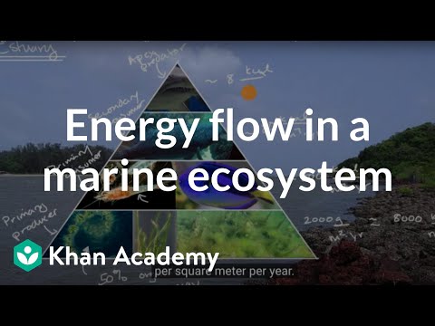 Energy flow in a marine ecosystem