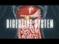 Digestive System Functions and Processes