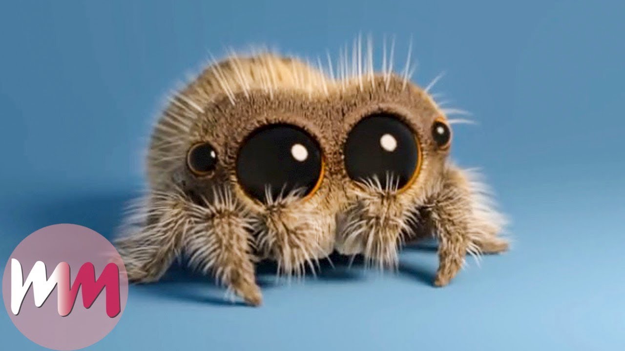 Lucas the Spider - Top 3 Facts!