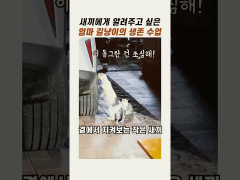 엄마 길냥이의 생존수업 #<strong>길고양이</strong> #길냥이 #냥이