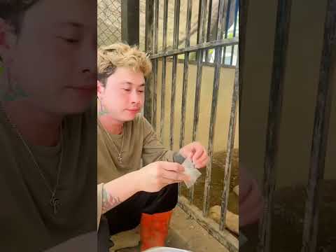 พงษ์ไม่กินไก่ แต่จะกินลูกอมลูก้า รสนม