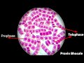 Mitosis and Cell Shape Concepts