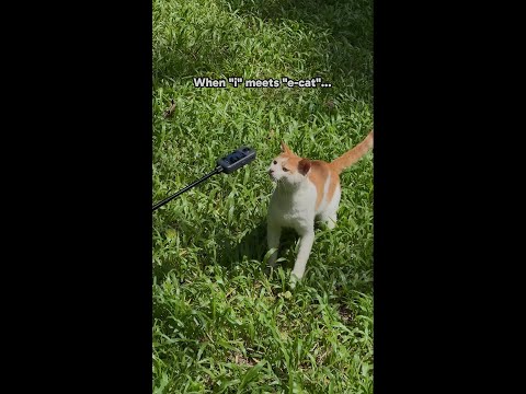 Introvert lens: peaceful views. Extrovert cat: ‘Close-up NOW!’