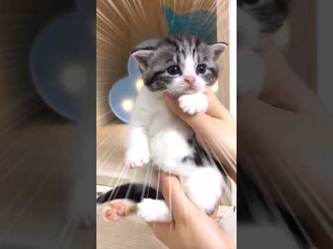 ㊗️11万再生!!ネッコ見てニヤついたらアウトww
