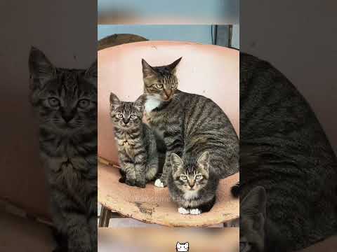 The mother cat gave birth to a miniature version of herself.#cat #catsoftiktok #funnycats