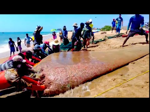 Amazing Seine Fishing Using Tractors | Amazing Big Catch Fishing Skill