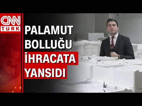 Palamut ABD'ye ihraç ediliyor! 