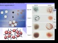 Genetics and Blood Type Concepts
