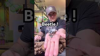 The Titan of the Forests! (Goliathus goliatus) #beetle #insects #bug #nacfamily #rock_n_insectes