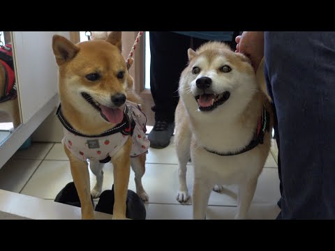 実家の柴犬が落ち込んでると聞いて‥様子を伺ったら、こうなる。 サムネイル