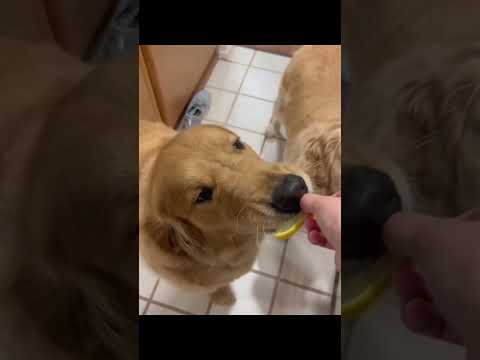 funnydogs#cute#doglover#doglife#cure#dogshorts#pet#doglife#dogshorts