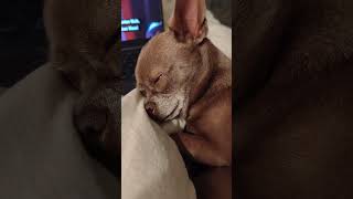 Schlaf Bentje schlaf... #chihuahua #chihuahuafanclub #puppy
