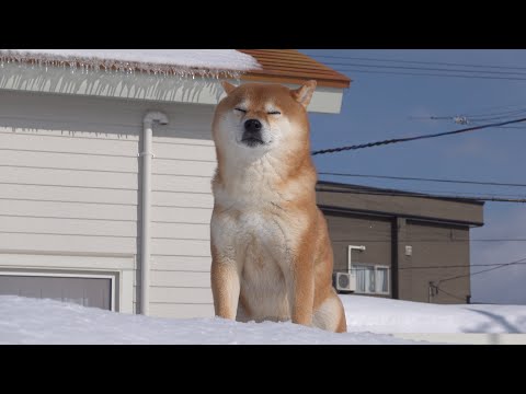 柴犬もドン引きした最強寒波な日が、これ。