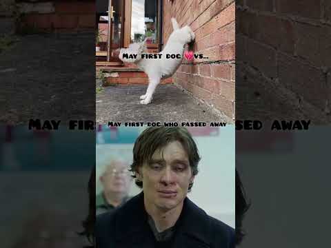 My first dog who passed away 🕊🐕#shorts #shortvideo #dog #dogshorts