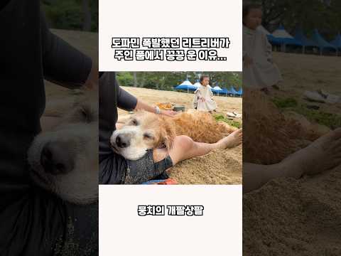 도파민 폭발했던 리트리버가 갑자기 주인 품애서 끙끙 운 이유