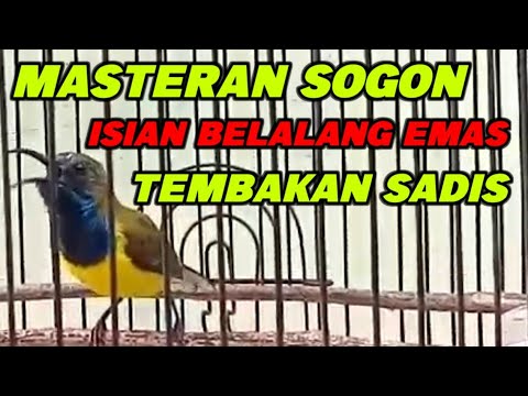 SOGON GACOR ISIAN BELALANG EMAS TEMBAKAN PANJANG❗Bikin Sogon Bahan Ikut Gacor