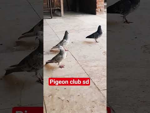 #aabi chhapdar jod high flayar #video viarlshort#nice bird#