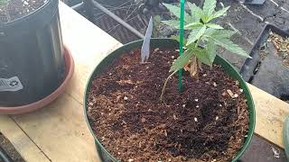 My outside update