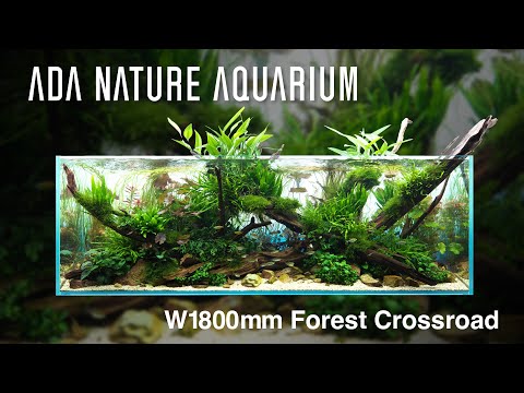 [ADAview] Forest Crossroad 森の交差点 -W1800mm NatureAquarium Layout-【EN/JP Sub.】