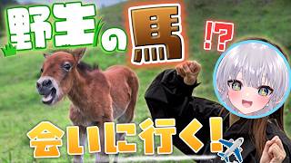 野生の馬と初対面する女、エルセ