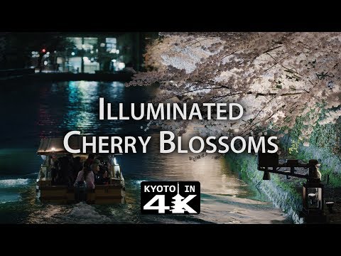 Beautiful Kyoto: Cherry Blossoms at the Okazaki Biwako Canal [4K]