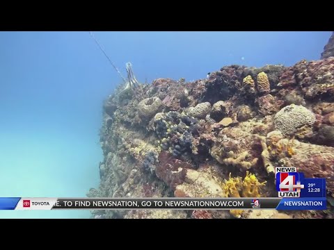 YouTube video thumbnail: Local Nurse Braves Killer Shark to Rescue Woman in US Virgin Island