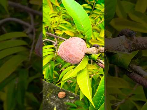 ഒളിച്ചിരുന്നവരെയൊക്കെ ഇന്ന് പൊക്കി 😍😍😍😍🥰#garden #fruit