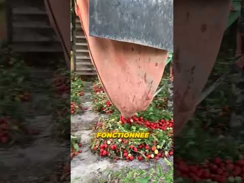 Au lieu de récolter les tomates cette machine les rejette !🍅