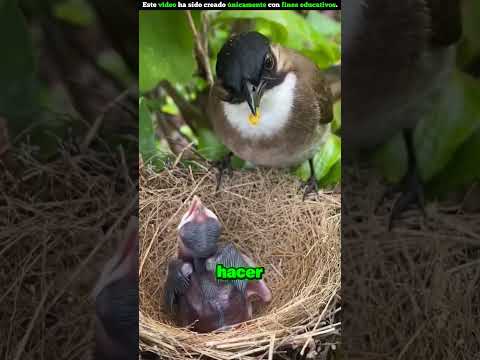 El Amor Increíble De Una Mamá Pájaro ❤️ #shortvideo