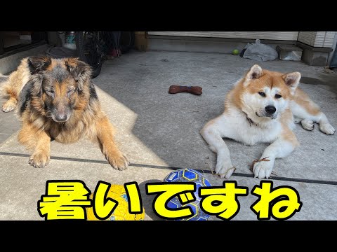 お手が苦手な秋田犬そら・シェパード犬マック