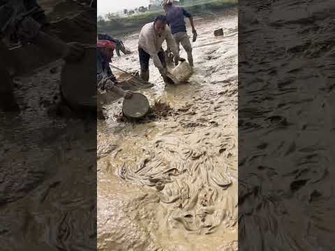 শিং মাছ ধরার সহজ পদ্ধতি #fishing
