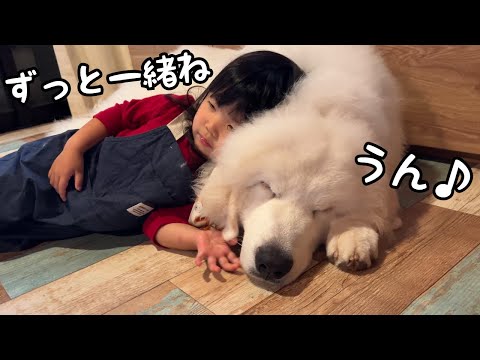 【相思相愛】離れ離れだった時間を埋めるかのようにずっと一緒に過ごす3歳児と子犬がこちらです|グレートピレニーズ&オールドイングリッシュシープドッグ&トイプードル