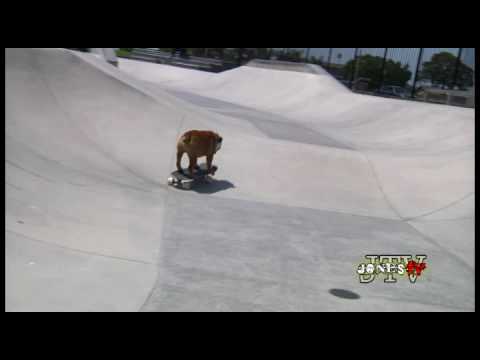 So Sad -- The Famous Skateboarding Bulldog Passed Away