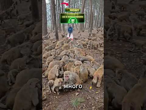 Обезьяний переполох в лесу