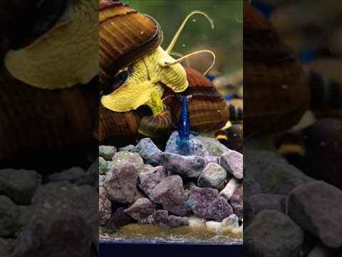 Rabbit Snails and Ocean Blue Neocaridina #shrimp # 