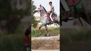 wait for end #shortsfeed #horse #trendingshorts #horseriding