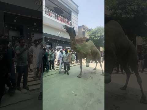 Good byes are often difficult 🥹 #short #shortsvideo #qurbani2025