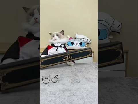 cat ok #funny #cat #cute #pets #memes #home #comedy #harrypotter