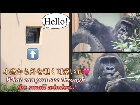 ゴリラ舎の小窓を覗いて見て下さい♪指しゃぶりする可愛いゲンタロウが見えますよ♪⭐️Gorilla【京都市動物園】Gentaro loves to sneakily observe visitors.