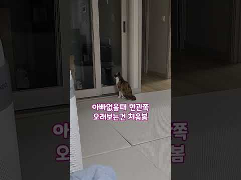 외박하는 아빠 기다리는 개냥이