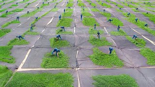 The Incredible Way They Produce Oolong Tea