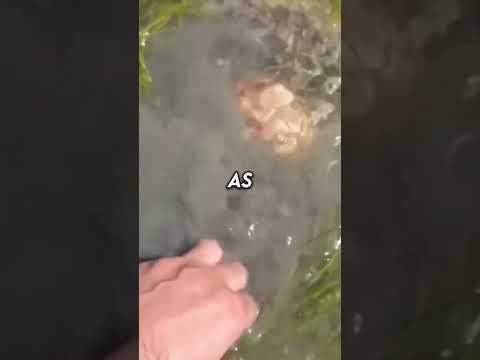 What He Found In The Mud Is Insane... (@cau_ca_tv) #shorts