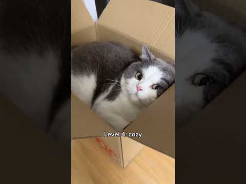 Cats getting obsessed with boxes ๐ฆ